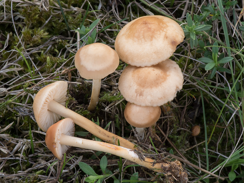 Marasmius oreades